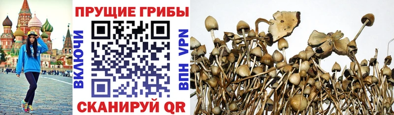 ОМГ ОМГ вход  Камышлов  Галлюциногенные грибы ЛСД 